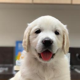 Goldendoodles and Golden Retrievers from VogelsbergFamilyFarm