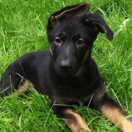 German Shepherd and Rhodesian Ridgeback Puppies from Sugar Paws Pets