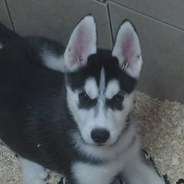 Big mack - Black and white male Siberian Husky puppy in Heppner, Oregon from Yuki Ookami Show Kennel