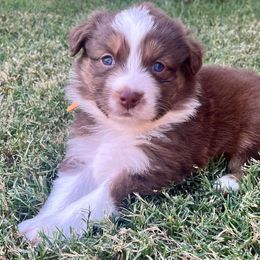Australian Shepherds from Brazier River Aussies