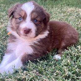 Australian Shepherds from Brazier River Aussies