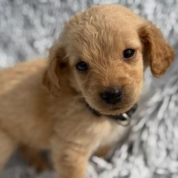 Nala - Apricot female Goldendoodle puppy in Ambrose, Georgia from Brandilyn's Aussies
