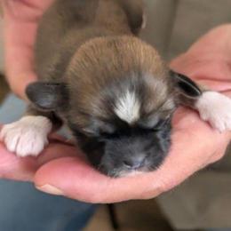 Hannah - Brindle female Lhasa Apso puppy in Fort Worth, Texas from Cynthia's Lhasa Apsos