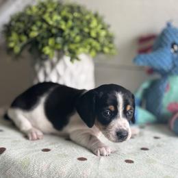 AKC Black Tan Piebald - Black and tan female Dachshund puppy in Ladson, South Carolina from Funk's Four-Legged Friends