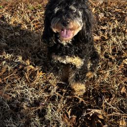 Cleo - Cavapoo