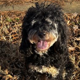 Cleo - Cavapoo