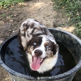 Australian Shepherd Puppies from Wagon Wheel Aussies