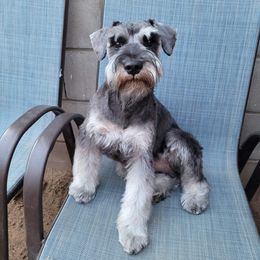 Papa - Miniature Schnauzer
