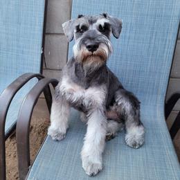 Papa - Miniature Schnauzer