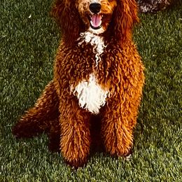 Goldendoodle Puppies from Labradoodleday