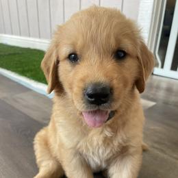 Golden Retriever Puppies from Wise Goldens