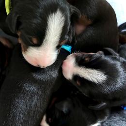 Appenzeller Sennenhund puppies from HussarRidge