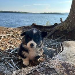 Moose Tracks - Black and tan male American Corgi puppy in Waltham, Maine from Downeast Corgis