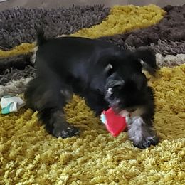 Miniature Schnauzer Puppies from Parsons’ Kennels