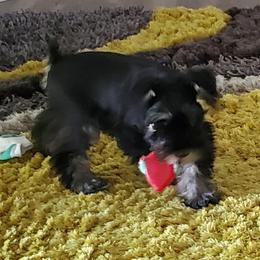 Miniature Schnauzer Puppies from Parsons’ Kennels