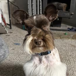 Zuzu - Miniature Schnauzer