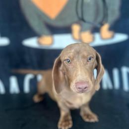 Boy 3 - Chocolate and tan male Dachshund puppy in Waycross, Georgia from Southern Paws