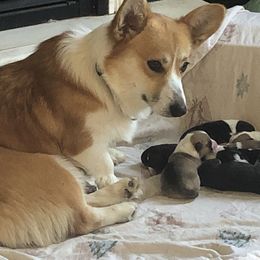 Piper  - Pembroke Welsh Corgi