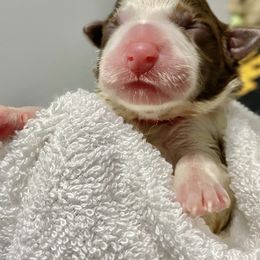 Jyn - Border Collie puppy in Powhatan, Virginia from Kiltedcollies