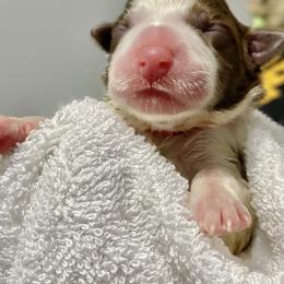 Jyn - Border Collie puppy in Powhatan, Virginia from Kiltedcollies