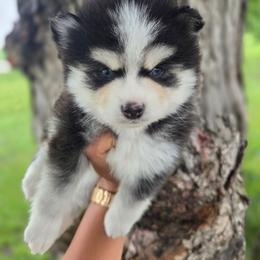 Dayton - Black and white male Pomsky puppy in Mc Callsburg, Iowa from SZ Rolling Acres LLC