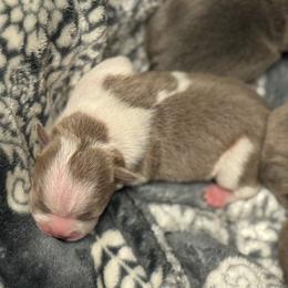 Boy 3 - Lilac male Boston Terrier puppy in Red Rock, Arizona from Cortes Boston Terriers