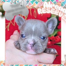 Girl 4 - Prudie - Fawn female French Bulldog puppy in Elberton, Georgia from Ioney's Southern Paws Shelties, Frenchies, and Yorkies