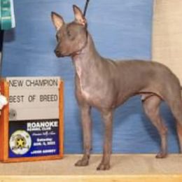 Jesse - American Hairless Terrier