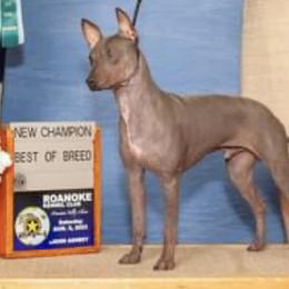 Jesse - American Hairless Terrier