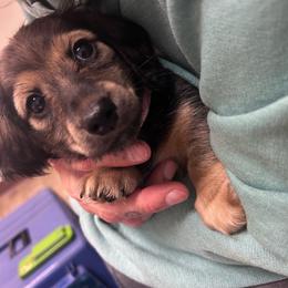 Isabella - Black and cream female Dachshund puppy in Proctor, Montana from Blue Star Dachshunds