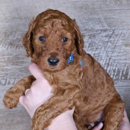 Hunter - Red  male Poodle puppy in Abilene, Texas from Mesquite Kennels