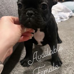 Lily - French Bulldog puppy in Kingston, Massachusetts from Fendi Frenchies