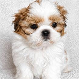 THEO - Red and white male Shih Tzu puppy in Las Vegas, Nevada from Beirin Breige Shih Tzus