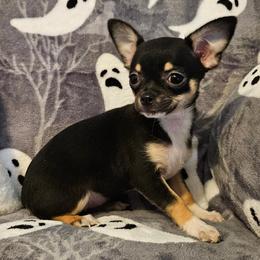 AKC Champion Sired Victoria - Black and white female Chihuahua puppy in Newport, Maine from Pinewood Acres Chihuahuas