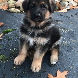 German Shepherds from Carol Grossman German Shepherd's