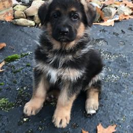 German Shepherds from Carol Grossman German Shepherd's