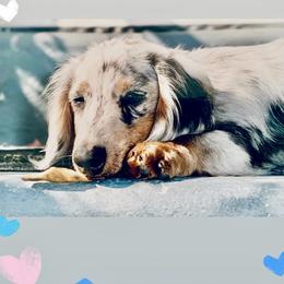 Dachshund Puppies from Meldox