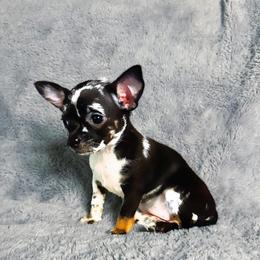 Artemis - Merle female Chihuahua puppy in Alvord, Texas from Gift of Gods Favor