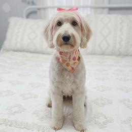 Hattie - Goldendoodle