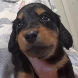 Belle - Black and tan female Dachshund puppy in Bangs, Texas from Lickin'bach Miniature Dachshunds