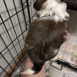 Boy 1 - Gold and white male Shih Tzu puppy in Manlius, New York from Dorothy Agrippino's Shih Tzus