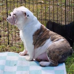 Clover - Bulldog