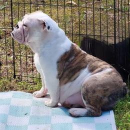 Clover - Bulldog