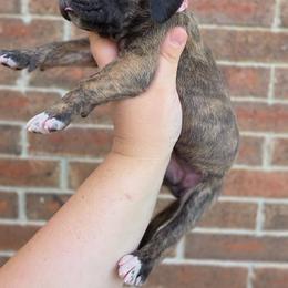 Umbridge - Brindle female Great Dane puppy in Arlington, Texas from Scoober Danes