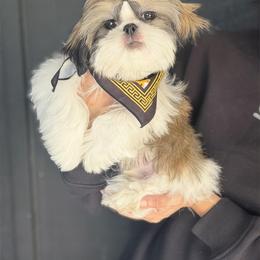 AKC Bentley - Tricolor male Shih Tzu puppy in Los Angeles, California from LUXURY PAWS