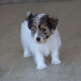 Twix Tiny Boy - White and tan male Russell Terrier puppy in Middletown, Virginia from DBF Russell Terriers