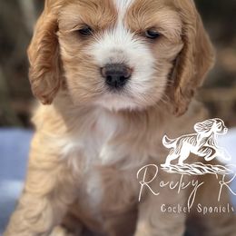 Cavapoos, Cockapoos, and Cocker Spaniels from Rocky Road Puppies