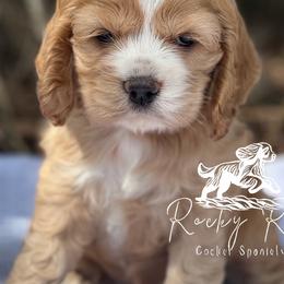 Cavapoos, Cockapoos, and Cocker Spaniels from Rocky Road Puppies