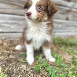 Luna - Red tri female Miniature Australian Shepherd puppy in Saint Cloud, Florida from Dirty Paws
