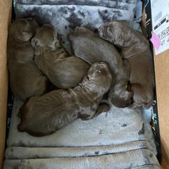 Boykin Spaniel Puppies from Weddington Farms